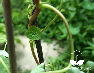 Climbing Nasturtium Spitfire Foliage