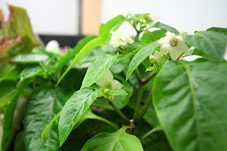 Flowering aquaponic pepper plant at the Blackwell system