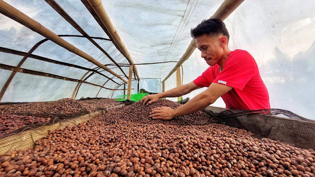 Sarangani farmers see brighter future with fine Robusta coffee