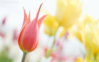 Tulip HD Wallpapers Free Download