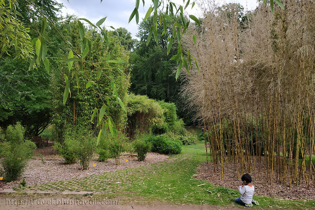Bamboo Plantentuin Meise Botanic Garden
