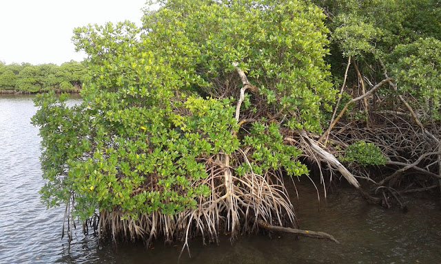 Mangrove forest at Anne Kolb Nature Center, Hollywood, Florida