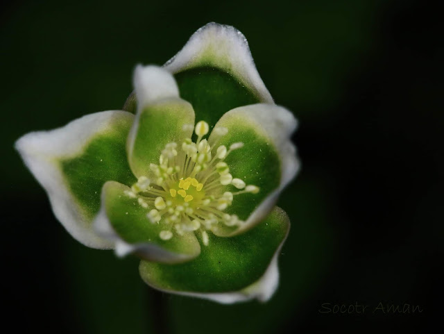 Anemone flaccida