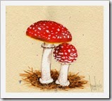 amanita-muscaria