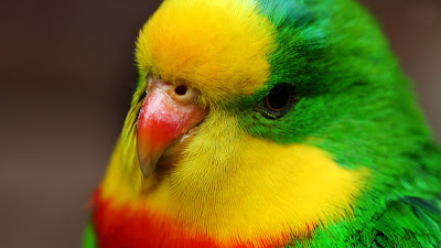 parrot with dog