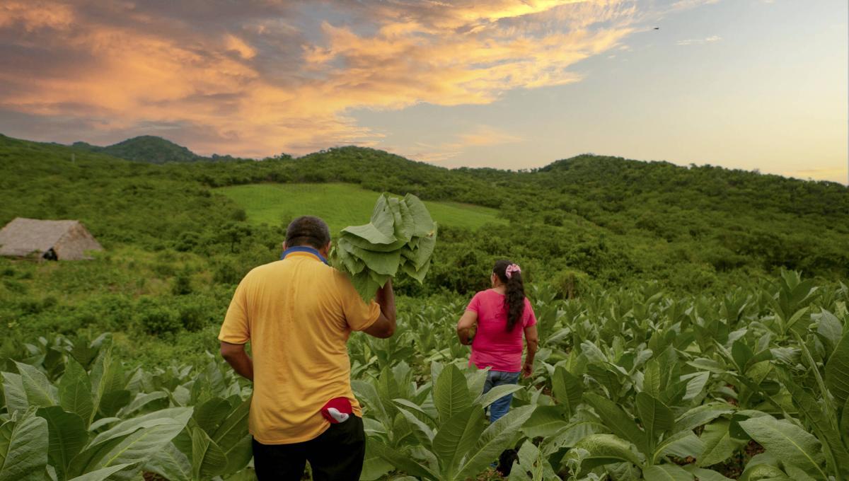 Restitución de tierras avanza a buen ritmo en Colombia con el Gobierno del Cambio