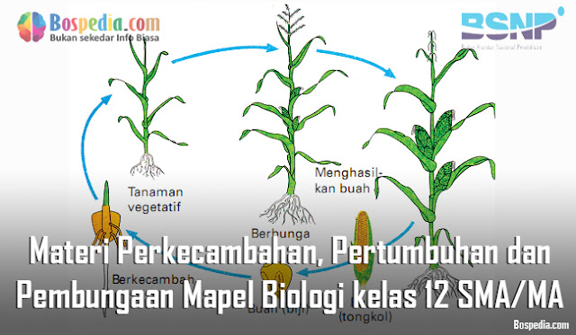 Materi Perkecambahan, Pertumbuhan dan Pembungaan Mapel Biologi kelas 12 SMA/MA