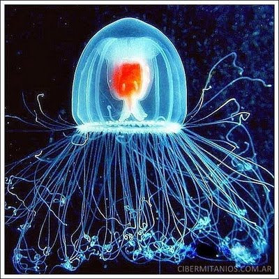 [Image: Turritopsis-nutricula-31.jpg]