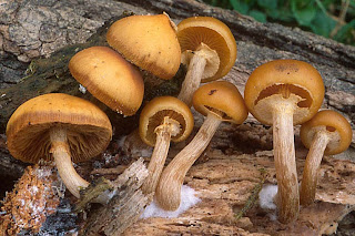 Galerina marginata - Galerina marginada