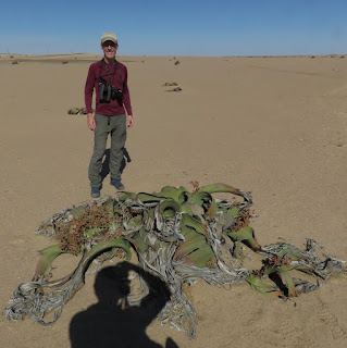 Welwitschia mirabilis