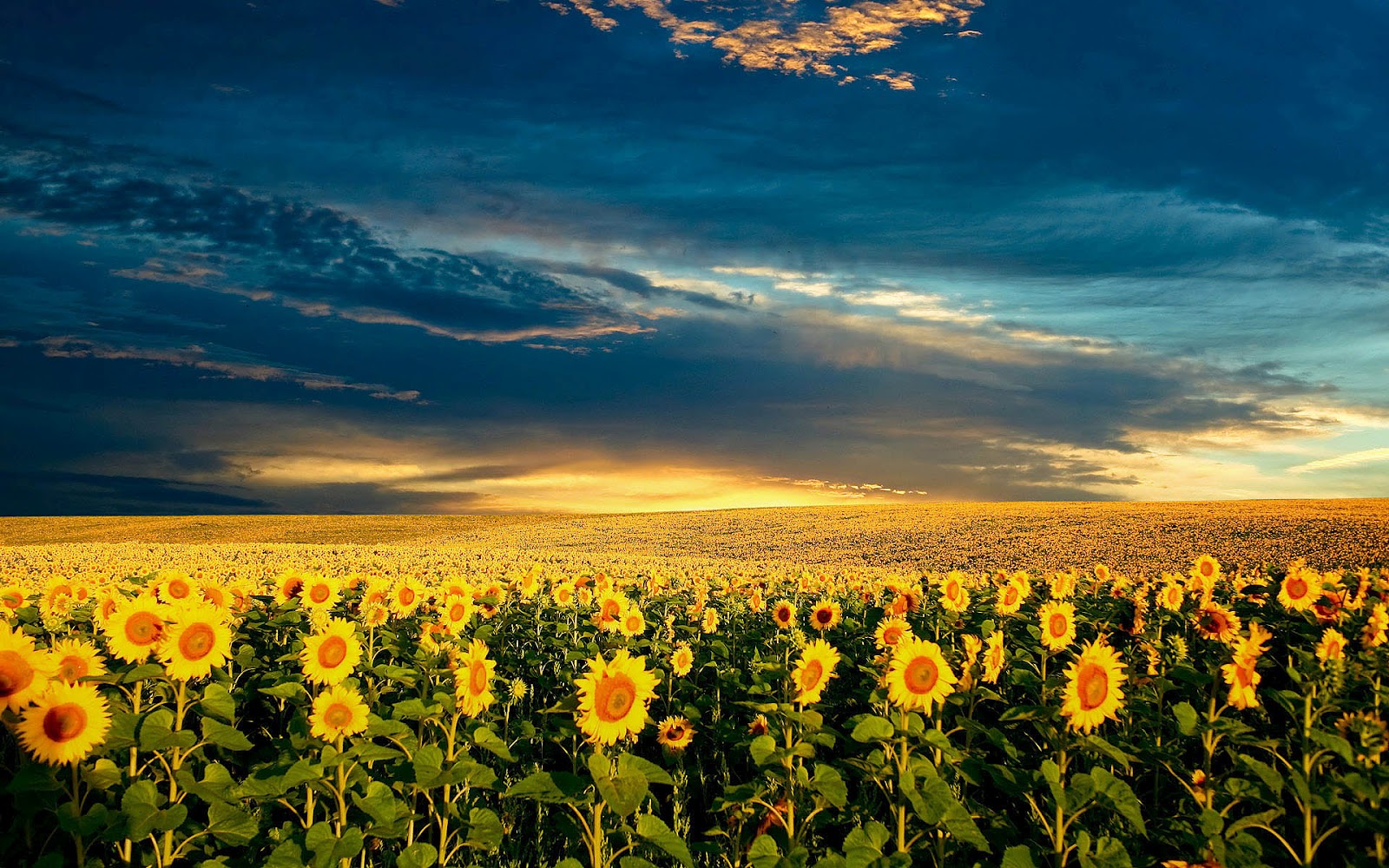  HD  Sunflowers Wallpapers  Top Best HD  Wallpapers  for Desktop 