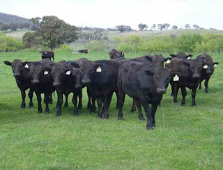 Wagyu cattle