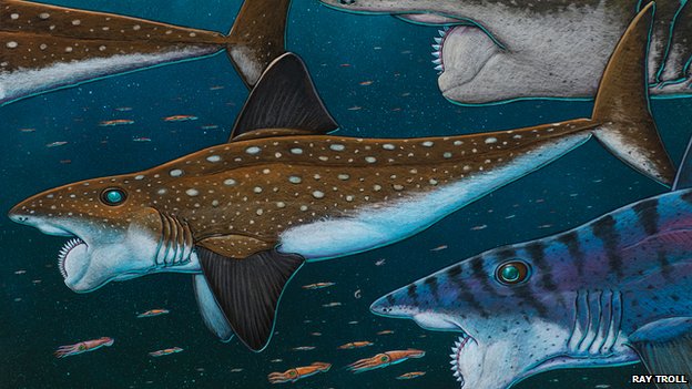 Prehistoric Shark Relative Had Buzz Saw Mouth The Archaeology News Network