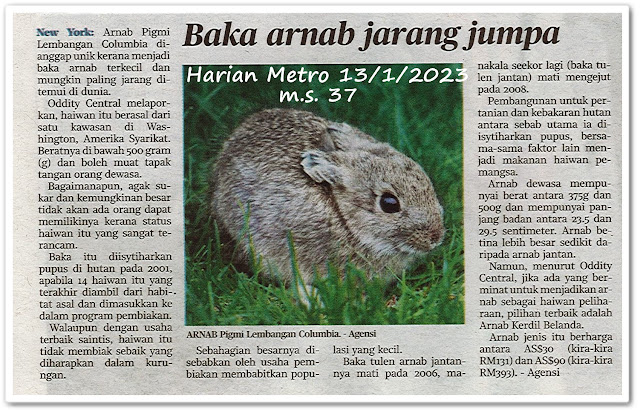 Baka arnab jarang jumpa - Keratan akhbar Harian Metro 13 Januari 2023