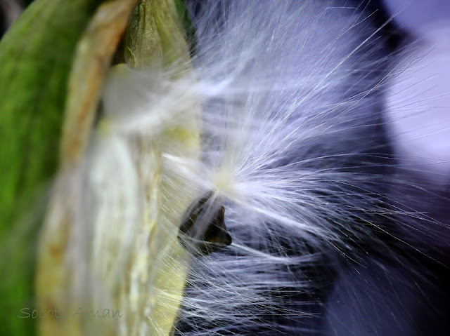 Marsdenia tomentosa