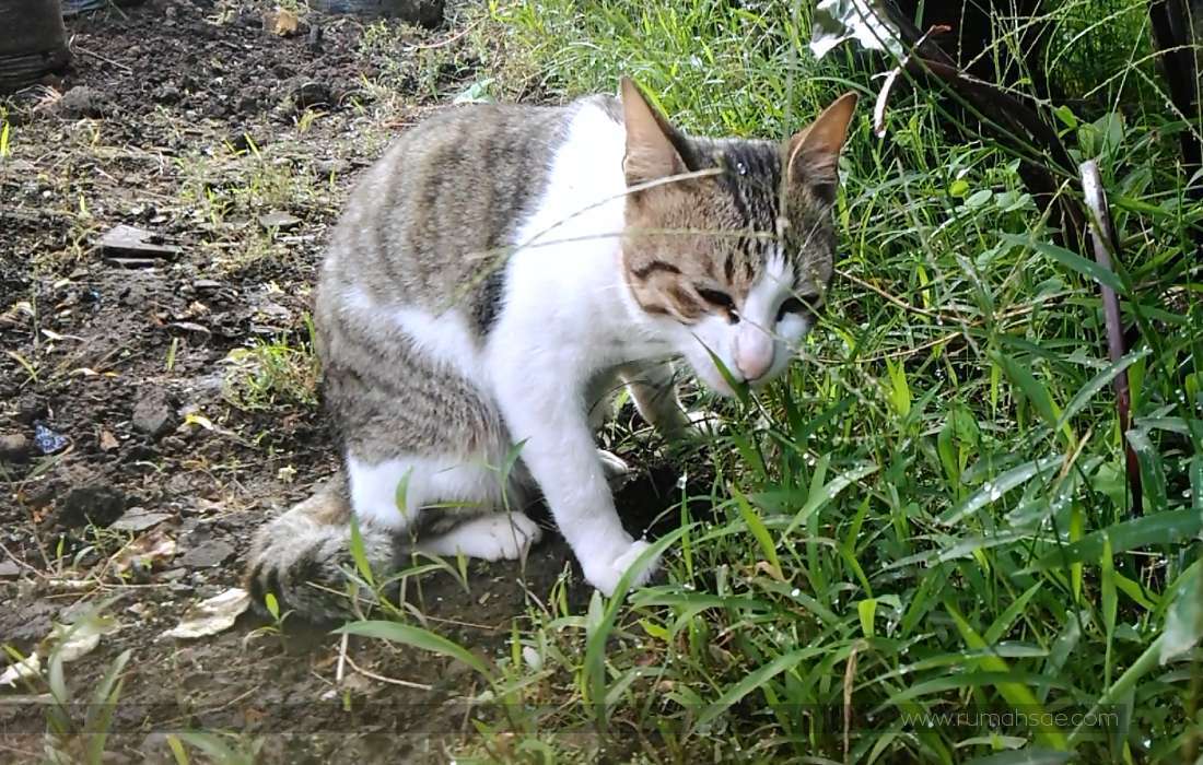 Inilah Alasan Kucing Memakan Rumput Rumah Sae