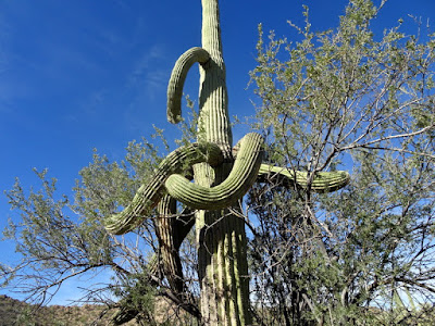 Organ Pipe Cactus National Monument