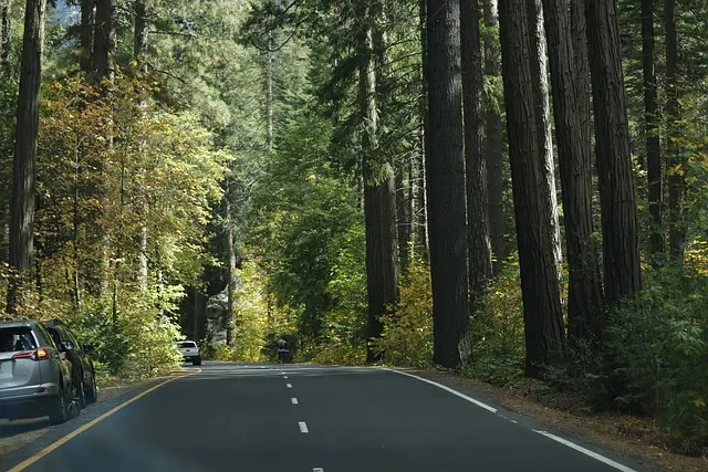 Road Trip Through Stunning Yosemite National Park