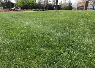 tall fescue, bluegrass fescue, bluegrass mix, fescue grass vs bluegrass, fescue sod, fescue turf, kentucky 31 germination time, kentucky 31 tall fescue vs bluegrass, kentucky bluegrass germination time, tall fescue grass germination time, tall fescue vs kentucky bluegrass,