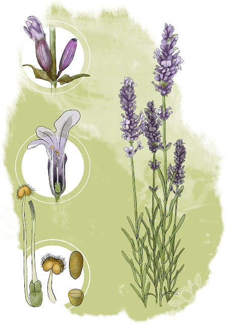 Ilustración botánica, ilustraciones, edición