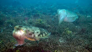 a pair of cuttlefish.