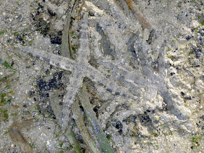 Sand-sifting Sea Stars (Archaster typicus)