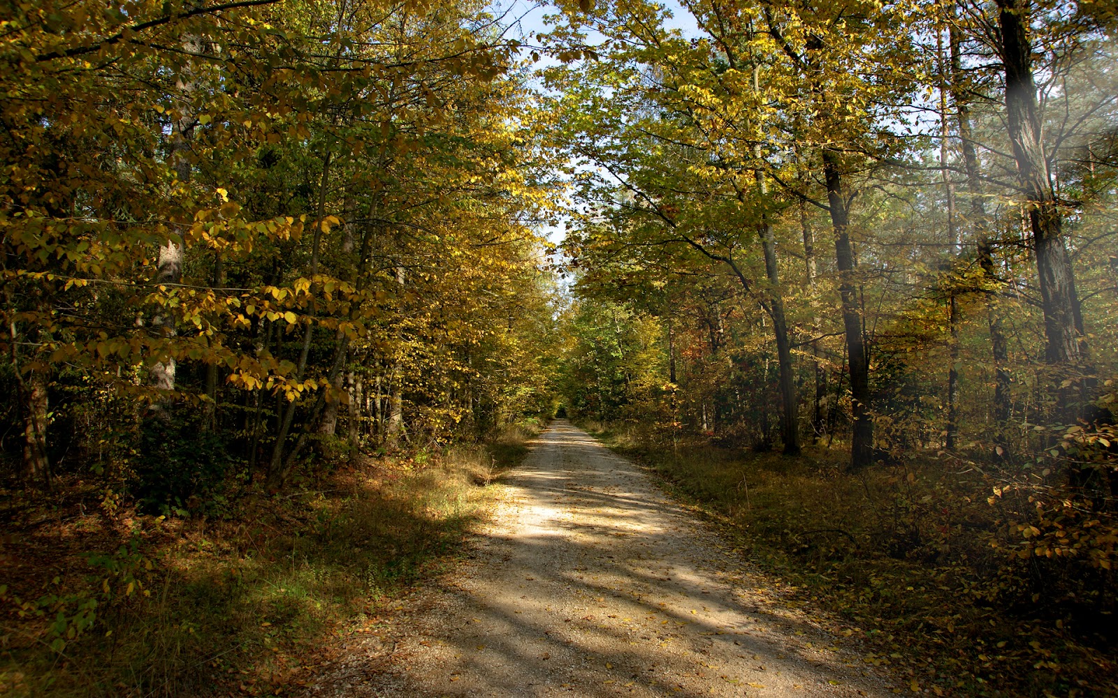 Forest Road Desktop Backgrounds