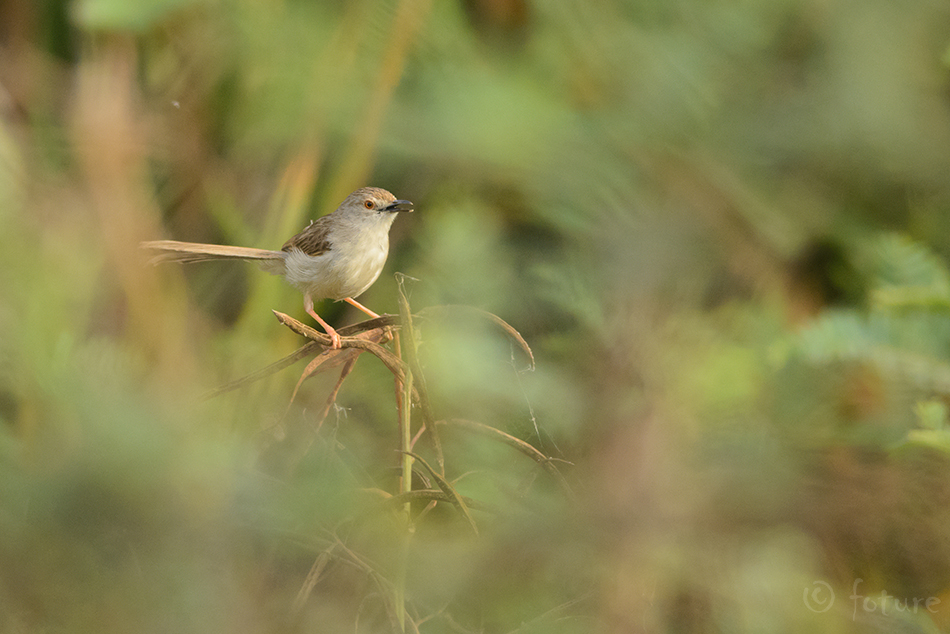 Leet-puhmalind, Prinia gracilis yemenensis, Graceful Prinia, Warbler, Streaked, Stripe-backed, wren