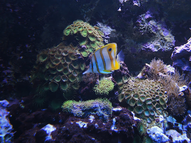 Parijs: het aquarium tropical in Palais de la porte Dorée