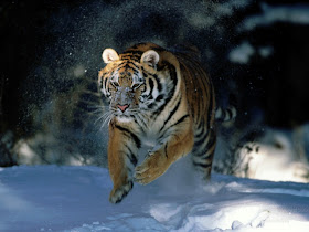 Siberian Tiger Wallpaper
