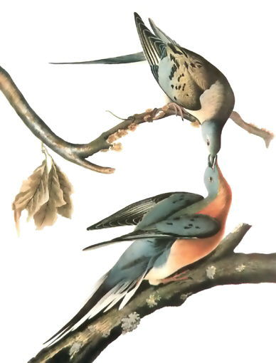 Extinct Passenger Pigeon Wallpapers