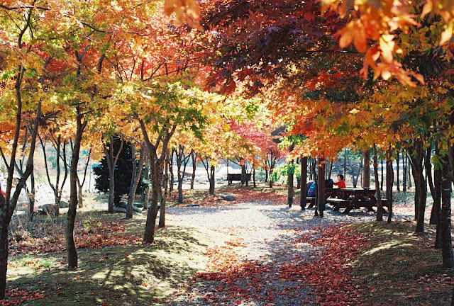 Autumn In Korea7