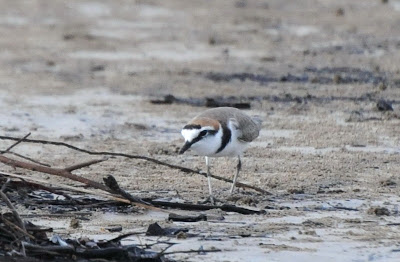 Kentish Plover (Charadrius alexandrinus nihonensis)