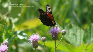 Aglais io DSC89406