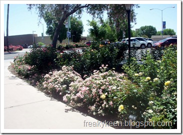 MCC Rose Garden 14