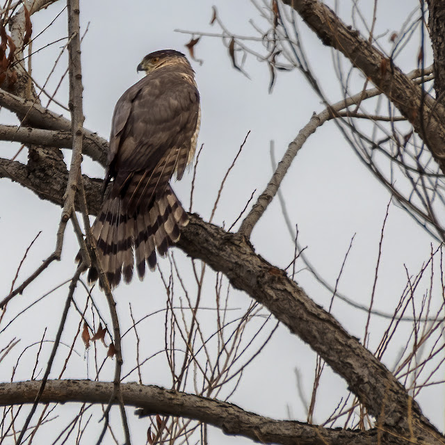 Cooper's Hawk, raptor, birds of prey, Sacramento National Wildlife Refuge