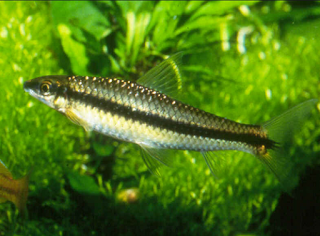 Ikan Hias X-Ray Pristella Tetra