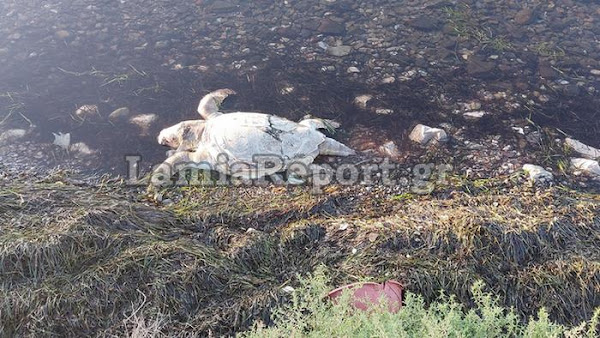 Στυλίδα: Μία ακόμη νεκρή θαλάσσια χελώνα