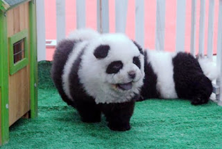 The Panda Puppy