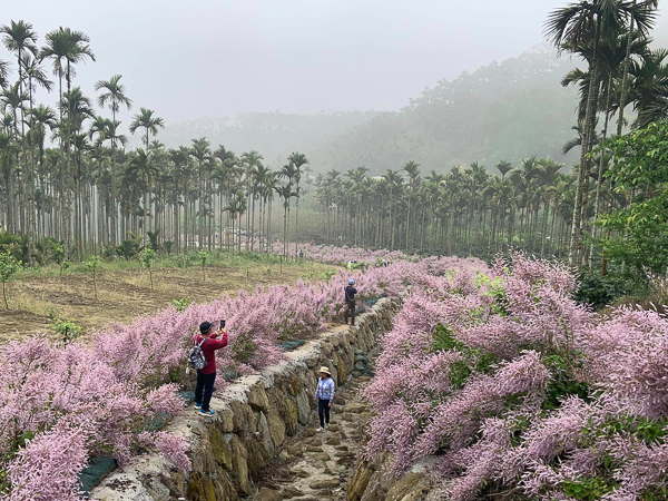 雲林古坑青山坪咖啡農場龍形麝香木花道，綿延200公尺粉紫巨龍