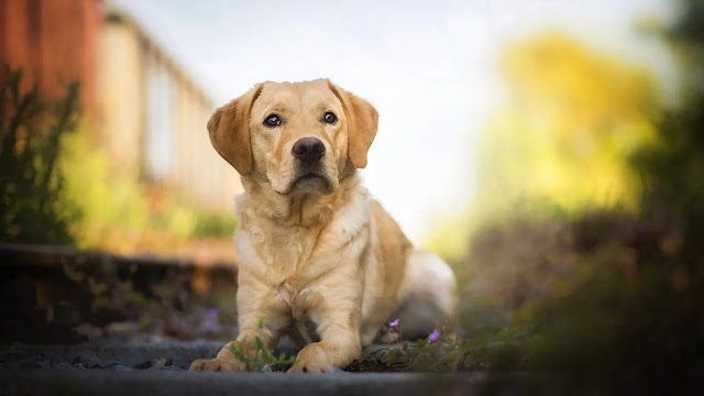 Labrador Retriever Puppy