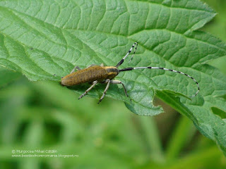 Agapanthia (Epoptes) villosoviridescens DSC16986