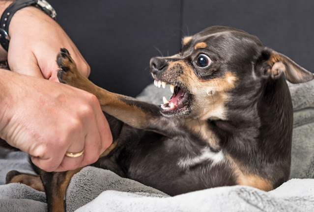 How To Stop Dog Aggression Towards Other Dogs In The House
