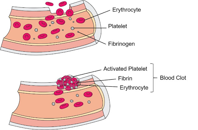 How Blood Clots Form