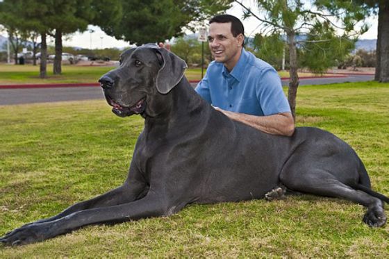 صور اطول كلاب بالعالم الكلب اطول من الانسان 