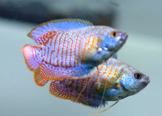 gurame mini dwarf gourami