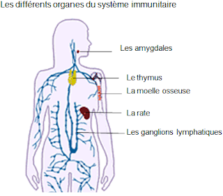 Les organes du système immunitaire 