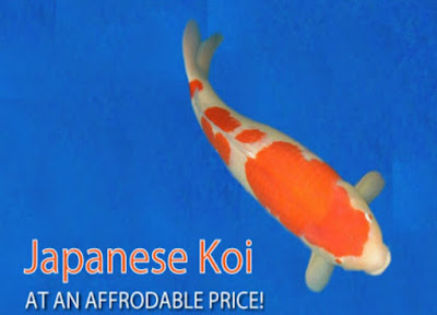 Matsuda Koi Farm Situs Import Koi Jepang, bagi Pecinta Koi wajib baca!