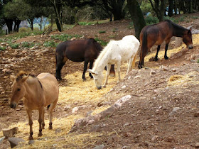 Burros y caballos en La Mola