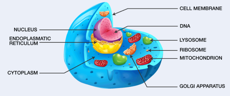 Cell: Structure and Function